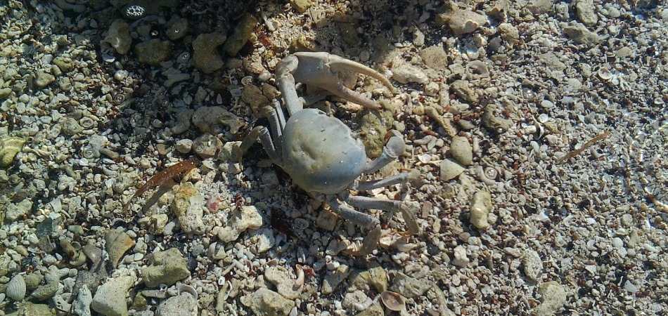 reef snorkel crab