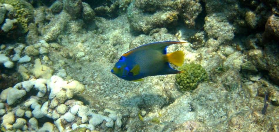 reef snorkel angelfish on the water