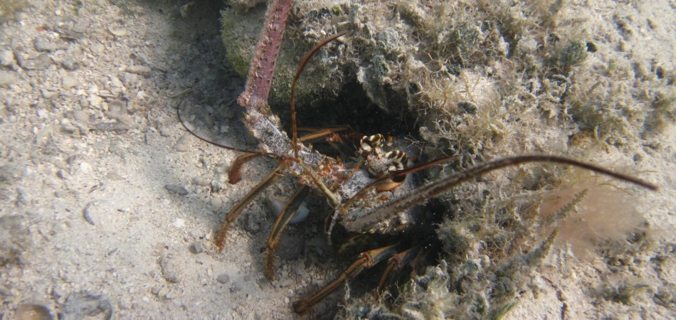 reef snorkel lobster