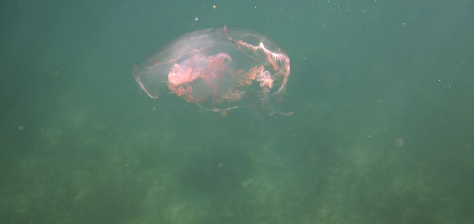 reef snorkel jellyfish