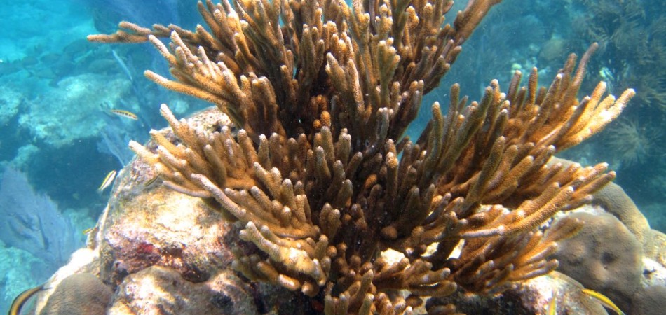 reef snorkel coral