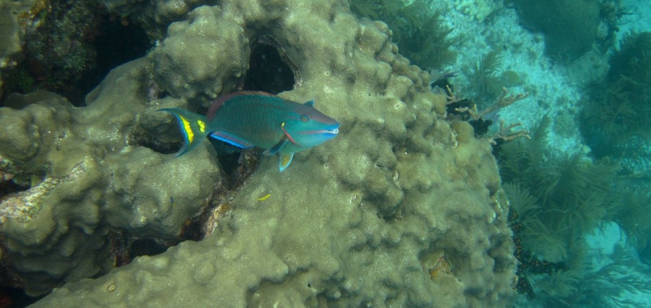 reef snorkel parrotfish coral