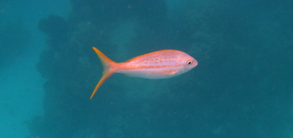 reef snorkel yellowtail