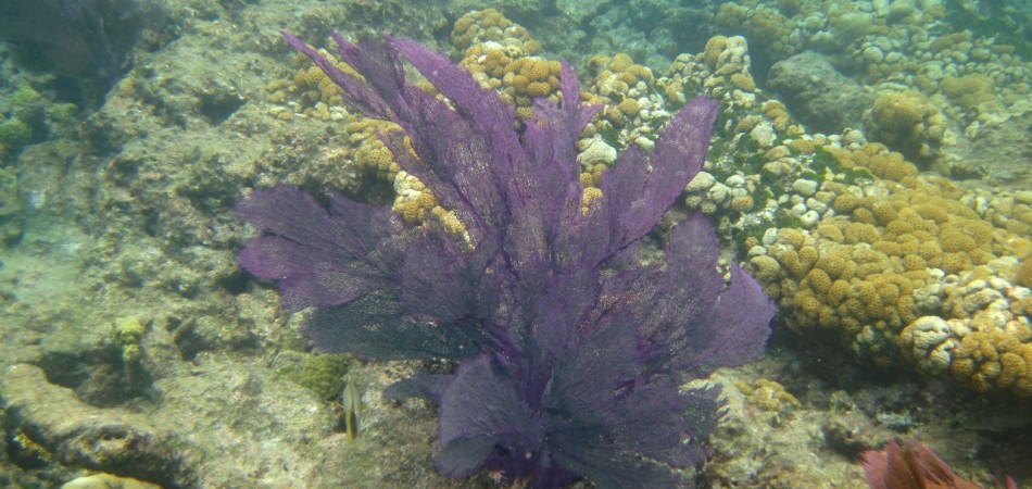 reef snorkel purple fan
