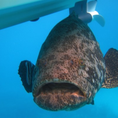 goliath grouper under our boat on the water