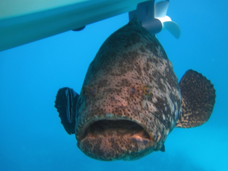 goliath grouper under our boat on the water