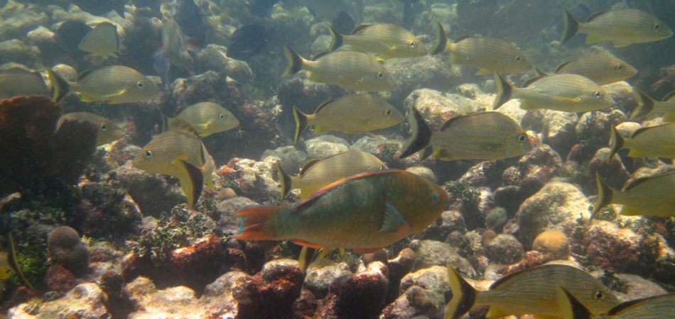 snorkeling Newfound Harbor fish