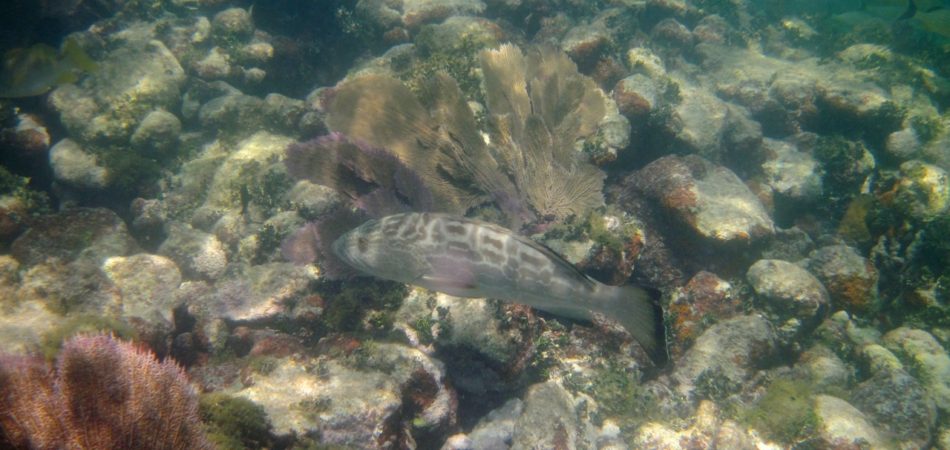 snorkeling Newfound Harbor black grouper