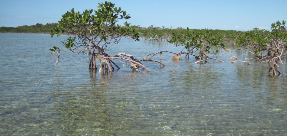 paddleboard mangroves
