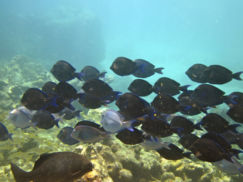 reef snorkel school of blue tang