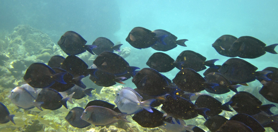 reef snorkel school of blue tang