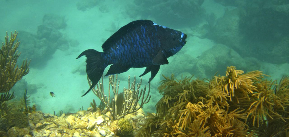 reef snorkel blue parrotfish