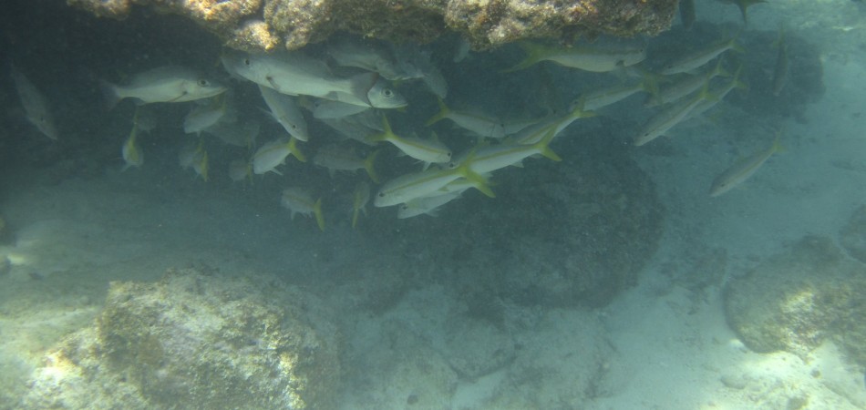 reef snorkel fish under coral