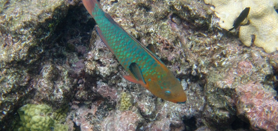 reef snorkel parrotfish