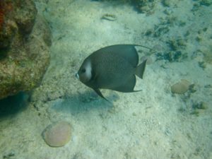 Patch reefs with Keys Boat Tours
