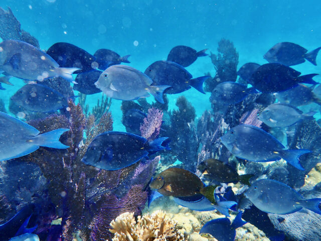 Patch Reef Snorkel